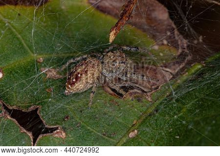 Small Jumping Spider Of The Subtribe Dendryphantina