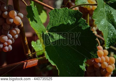 Bunches Of Ripe Rps Grapes In The Vineyard