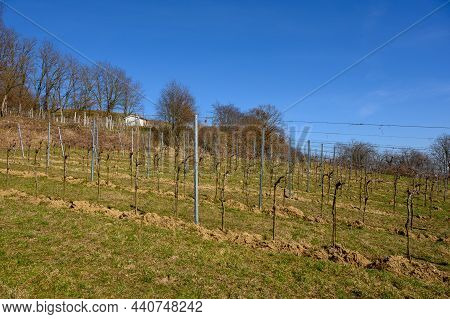 A Small, Well-tended Vineyard In Late Winter When The Weather Is Sunny.