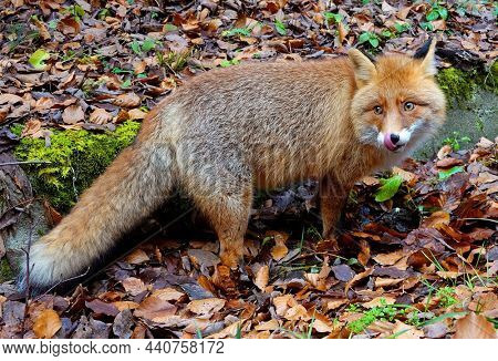  Image of a red fox in the otdoors                             