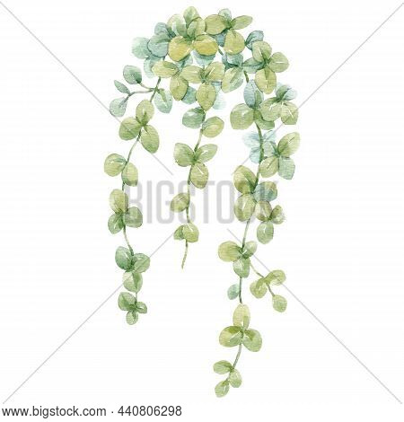 Beautiful Stock Floral Illustration With Hand Drawn Watercolor Exotic Jungle Dischidia Nummularia Fl