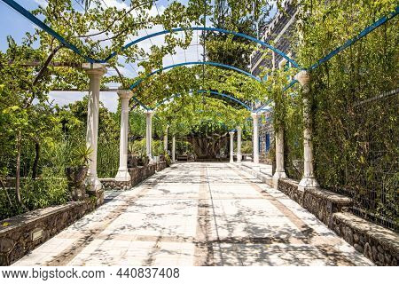 Magnificent biblical fig tree - sycamore. Shore of Lake Kinneret. Tropical park around the Greek Orthodox monastery. Shore of Lake Kinneret