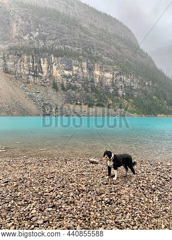 Portuguese Water Dog Standing In The Rain At Moraine Lake In Banff National Park In Alberta, Canada