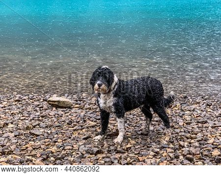 Portuguese Water Dog Standing In The Rain At Moraine Lake In Banff National Park In Alberta, Canada