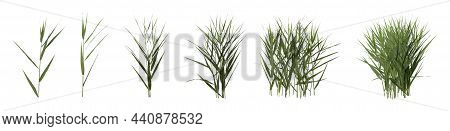 Set With Beautiful Green Reed On White Background. Banner Design