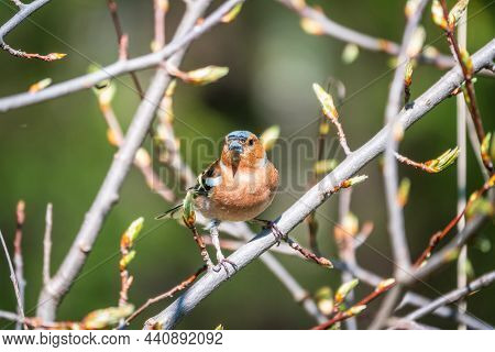 Common Chaffinch, Fringilla Coelebs, Sits On A Branch In Spring On Green Background. Common Chaffinc