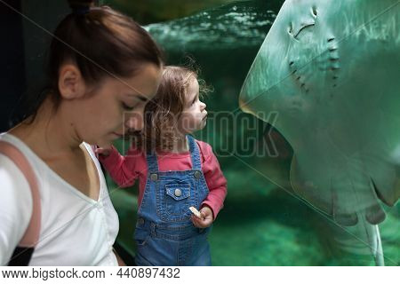 Mother And Daughter Looking Stingray In Oceanarium Close Up Through Transparent Glass Caucasian Fami