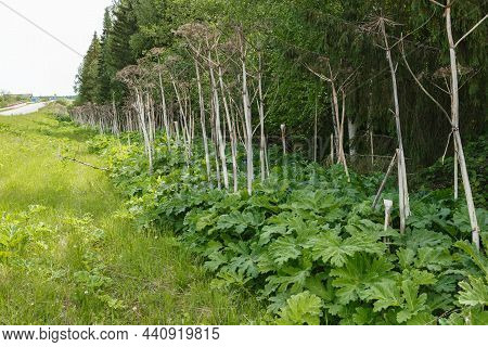 Green Leaves Of Hogweed. The Cow Parsnip Grows Along The Road Near The Forest.