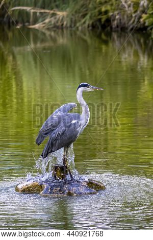 A Common Grey Heron Starting At A Pond In The So Called Palmengarten In Frankfurt At A Sunny Day In 