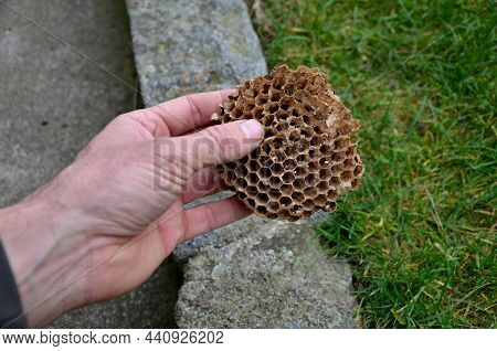 As Waste Material In The Melting Of Wax, It Hardens. The Honeycomb Used Several Times By The Honeyco