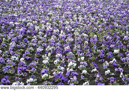 Striped Annual Flower Bed Made Of White Red And Blue Low Violet. In The Park By The Monument, A Touc