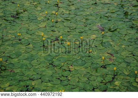 Fragment Of Pond With Yellow Water Lilies. Beautiful Flower Carpet. Brandy Bottle. Nupar Lutea. Copy