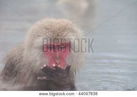 Japanese snow monkey eating