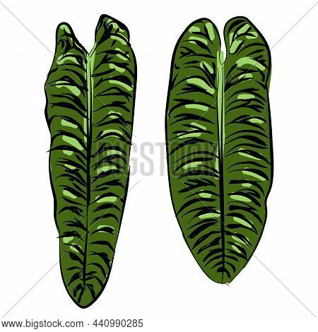 Anthurium Veitchii Plant Leaf Hand Drawing Sketch Illustration Doodle Green Color Isolated Black Fol