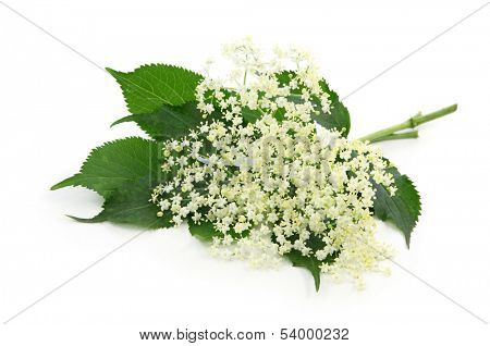 Sambucus nigra or elder isolated on white background