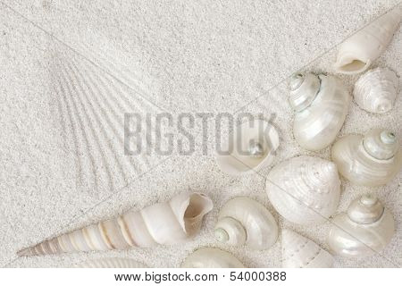 White seashells on white sand