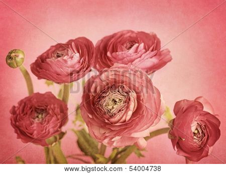 Ranunculus flowers on red background