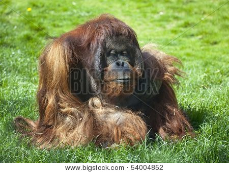 Bornean Orangutan in zoo