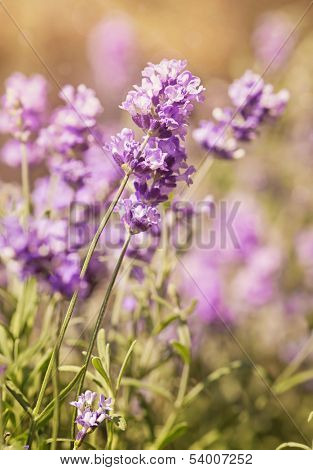 Lavender flowers on a wooden background