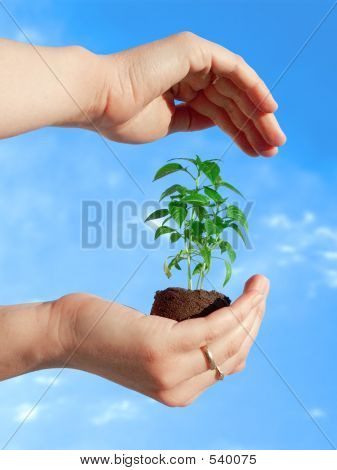 Protéger une plante