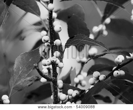Winterberry