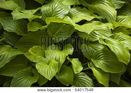 Only green
