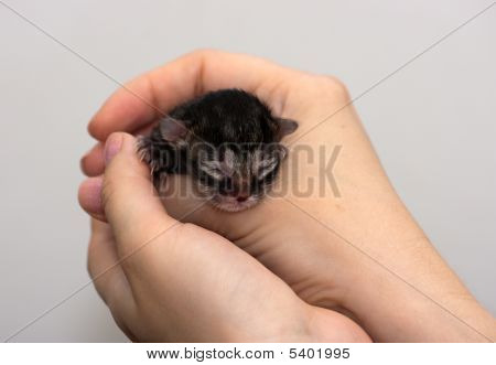 새끼 고양이