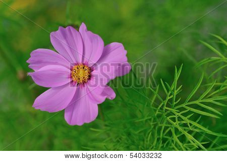 Pink Cosmos