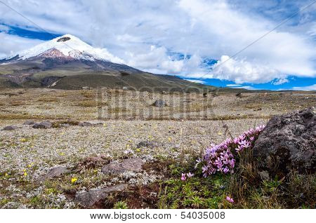Cotopaxi Volcano Over The Plateau, Covered With Flowering Crocuses. Andean Highlands Of Ecuador