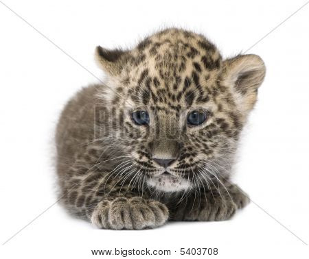 Persischer Leopard Cub 6 Wochen