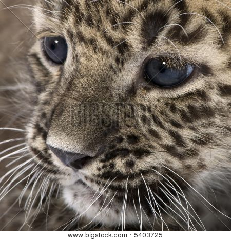 Persischer Leopard Cub 6 Wochen