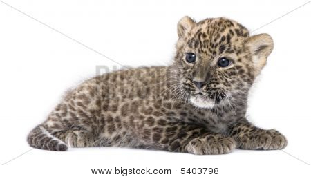Profil anzeigen: ein persischer Leopard Cub liegend 6 Wochen