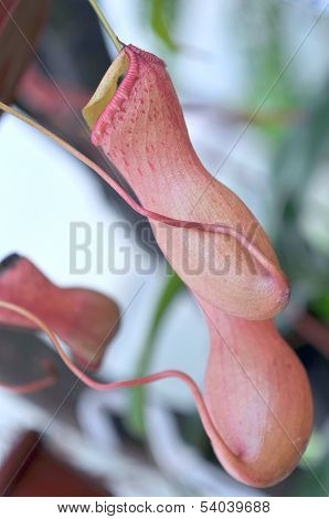 Heliamphora, Predatory Carnivorous Orchid From The Ecuadorian Amazon