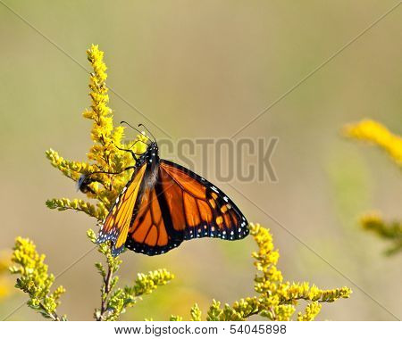 Monarch butterfly on Goldenrod