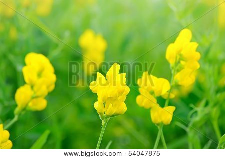 Lathyrus Pratansis Flower On Meadow
