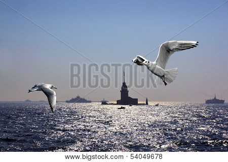 Seagulls Over Bosporus