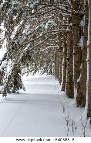 A row of arched tree branches