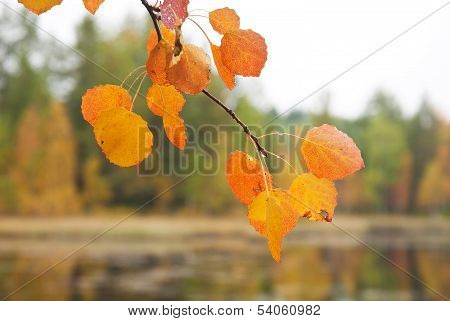 Yellow Aspen Leaf