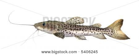 Yayın balığı - Pseudoplatystoma Fasciatum