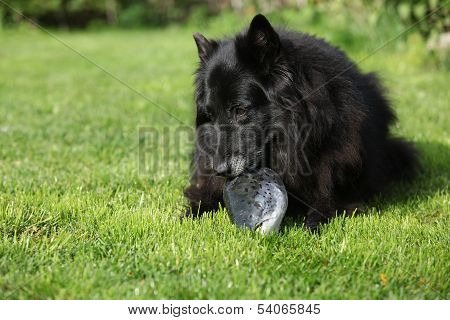 Black Hungry Dog Eating Fresh Fish Head