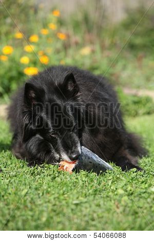 Beautiful Bitch Eating Fresh Salmon