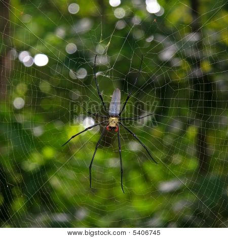Spider Web