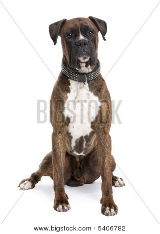 Boxer (4 roky starý)