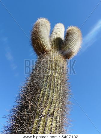 Cactus