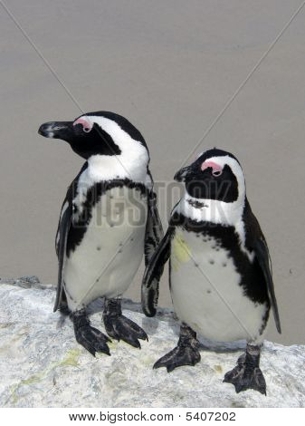 Pingouin