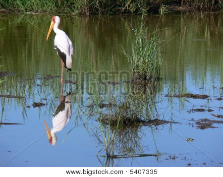 Mirror Lake cigogne