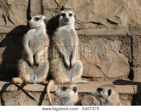 Meercats