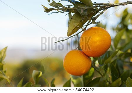 Valencia Orange Trees