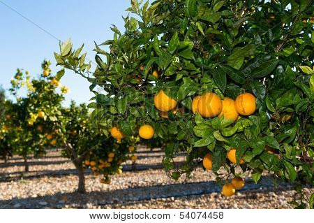 Valencia Orange Trees
