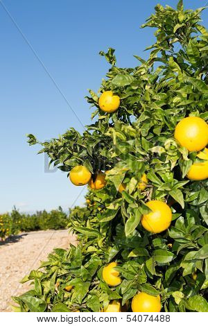 Valencia Orange Trees
